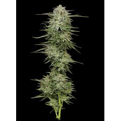 Pound Town Auto, Фасовка: 3